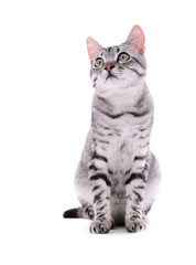 Beautiful cat isolated on white