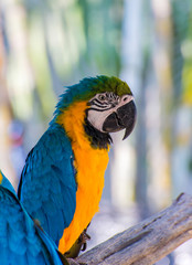 Parrot macaw beautiful color on tree