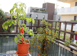 Fototapeta na wymiar Tomato plant in the pot on the terrace of a house