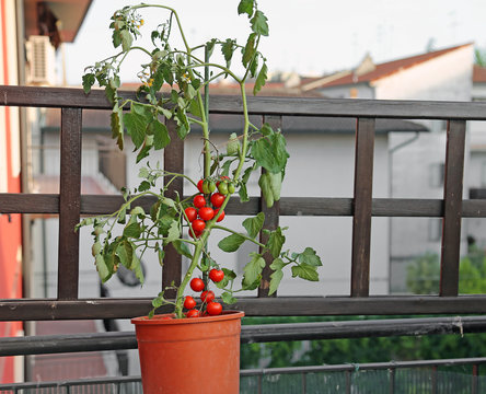 red tomato plant on the terrace of a house in the town