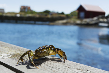 Tångkrabba