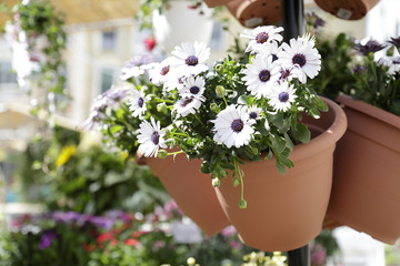 Three pots with white daisies for sale in a street flower market
