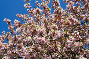 Bl&uuml;hender Obstbaum