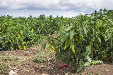 Fototapeta na wymiar Plantations of peppers in the field