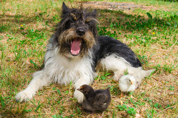 Ritratto di un cane buffo con due pulcini
