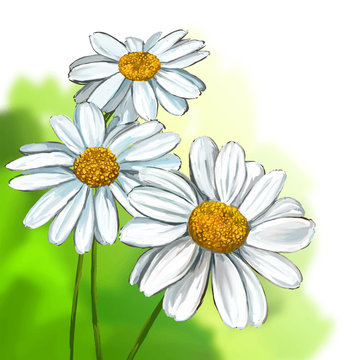 daisy vector illustration  hand drawn  painted 