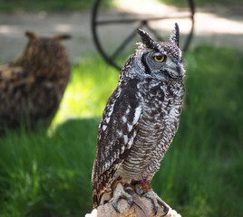 Sitting grey owl