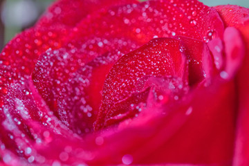 Big red rose with water drops