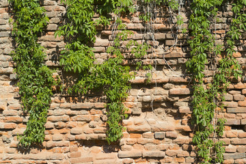 Wall with ivy