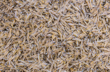 Dried Small fish anchovies used in Asian cuisine
