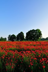 Obraz premium Field full of poppies
