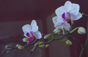 Naklejka na ściany i meble Цветы орхидеи снятые крупным планом