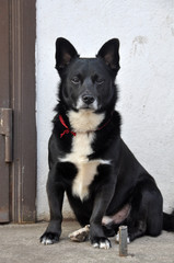 dog crying. Sad dog is waiting for his owner.