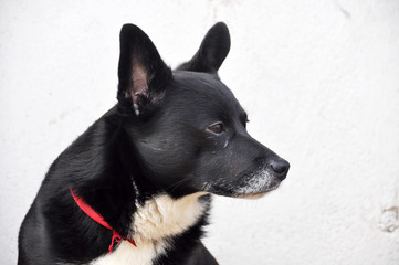 dog crying. Sad dog is waiting for his owner.