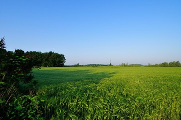 Barley field at morning