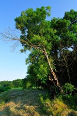 Forest in the morning
