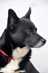 dog crying. Sad dog is waiting for his owner.