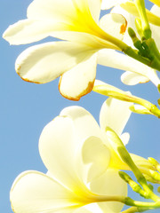 white adenium obesum flower on blue sky