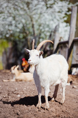 Obraz premium white goat outdoors