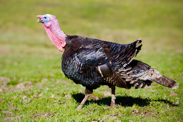 turkey walking outdoors