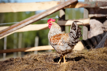 rooster outdoors