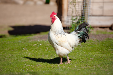 white rooster outdoors