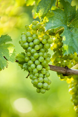 Weintrauben (Vitis vinifera) 
