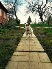 Fototapeta premium dog on the path in the village