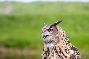 European Eagle Owl