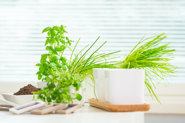 Herbs on a table ready for planting