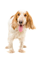 Portrait of a dog breed Russian Spaniel