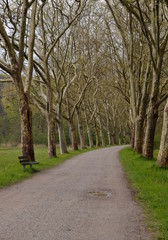 Fototapeta na wymiar Background of summer tunnel of trees