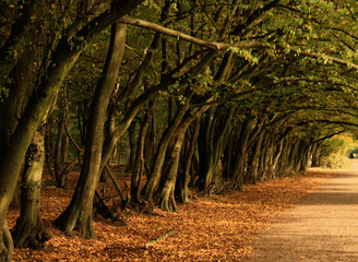 Allee Niendorfer Gehege