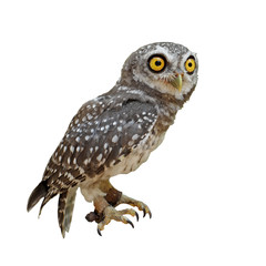spotted owlet or athene brama bird