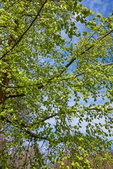 Tree brench with green leaves