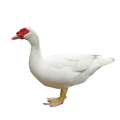 white domestic goose