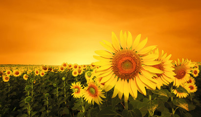 schöne Sonnenblume im Feld