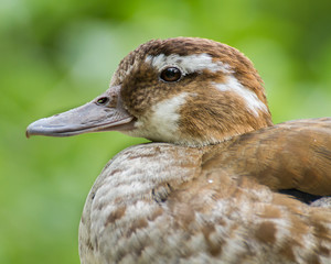 Ringed Teal