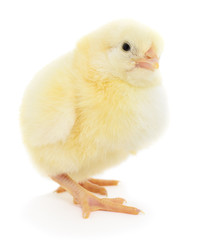 Obraz premium Small chicken