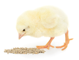 Baby chicken having a meal