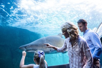 Naklejka premium Family pointing a shark in a tank 