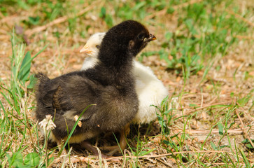 Coppia di piccoli pulcini nel prato