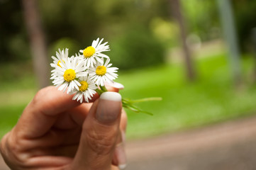 gros plan femme avec des pâquerettes dans les mains