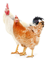 Hen and rooster