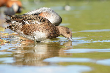 Chiloe Wigeon, Anas sibilatrix