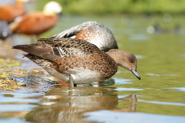 Ruddy Shelduck, Tadorna ferruginea