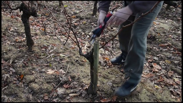 Pruning in a wineyard