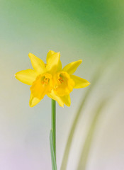 Yellow Daffodils (Narcissus) flowers, gradient background.
