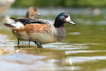 Chiloe Wigeon, Anas sibilatrix