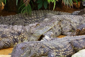 Crocodiles